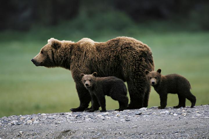 Un oso pardo y dos oseznos caminando por la montaña