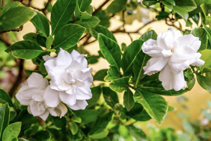 Unas gardenias blancas en un jardín