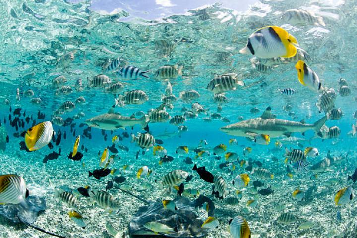 Stingrays (Himantura fai), small blacktip sharks (Carcharhinus limbatus) and a variety of colorful reef fish including the brilliantly colored Pacific double-saddle butterflyfish (Chaetodon ulietensis) in Bora-Bora Lagoon, French Polynesia.