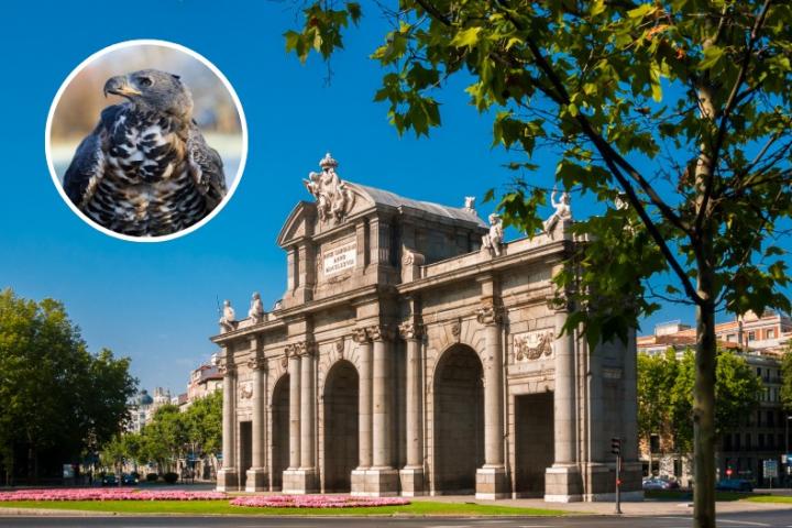 aguilas-palomas-puerta-alcala-control