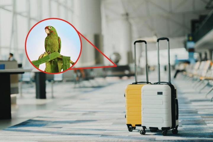 Una imagen de archivo de unas maletas en el aeropuerto y otra de una cotorra verde