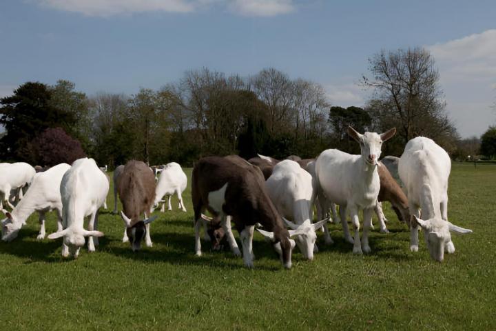 Un rebaño de cabras pastando en un campo