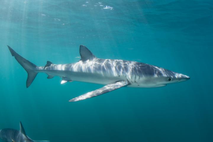 Un tiburón azul (Prionace glauca) surca las aguas iluminadas por el sol del océano Atlántico.