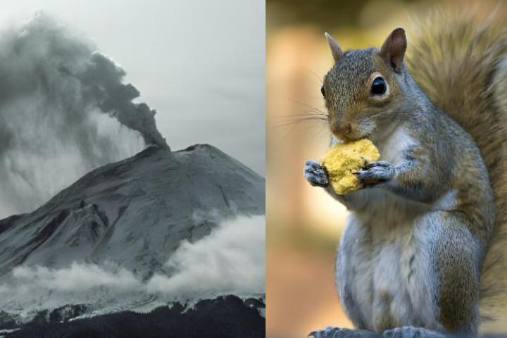 Una imagen de archivo de la erupción del Monte Santa Helena en 1980 y otra de una ardilla