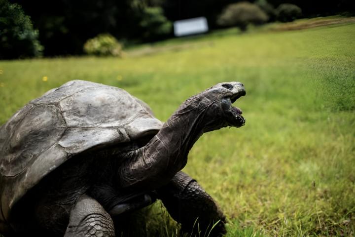 Jonathan, una tortuga gigante de Seychelles, considerada el reptil más viejo del planeta con una edad estimada de 193 años, se arrastra por el césped de Plantation House, la residencia oficial del gobernador del Reino Unido, en Santa Elena