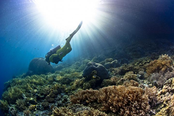 primer-animal-habito-tierra-sin-rastro-fosil