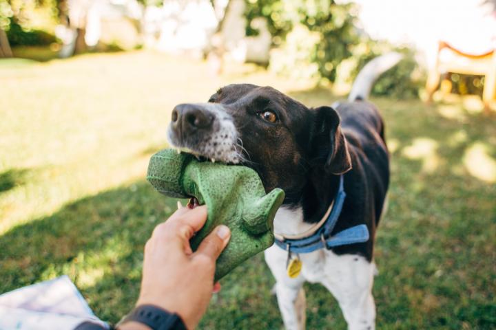 Un perro mestizo de raza pointer, blanco y negro, agarra con la boca un juguete de goma verde que está siendo sostenido por una mano humana.
