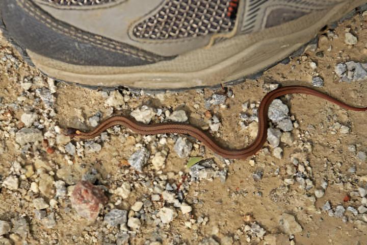 Una pequeña serpiente marrón en el suelo junto a un zapato para comparar el tamaño.
