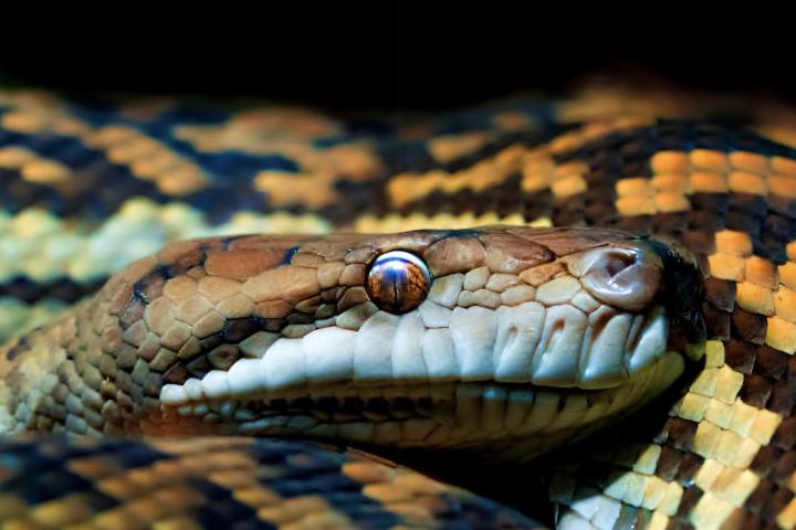 La cabeza de una serpiente pitón de gran tamaño