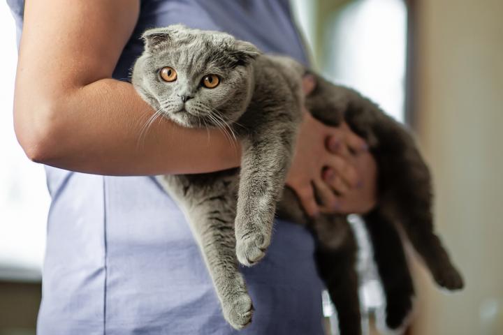 Un gato enfermo llega a la clínica veterinaria.