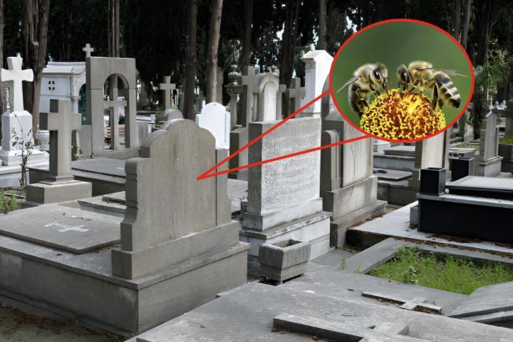 Una imagen de archivo de las tumbas de un cementerio y otra de unas abejas recolectando polen