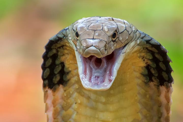 turista-aleman-muere-serpiente