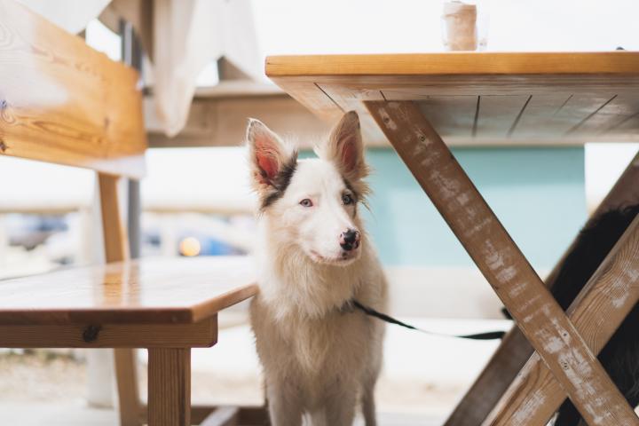 Un perro atado en la mesa de un restaurante.