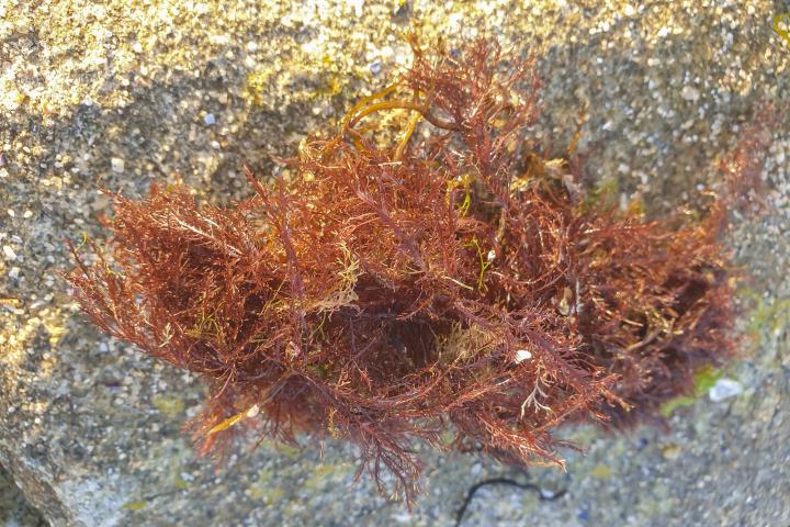 Alga roja Gelidium corneum, en una imagen de archivo