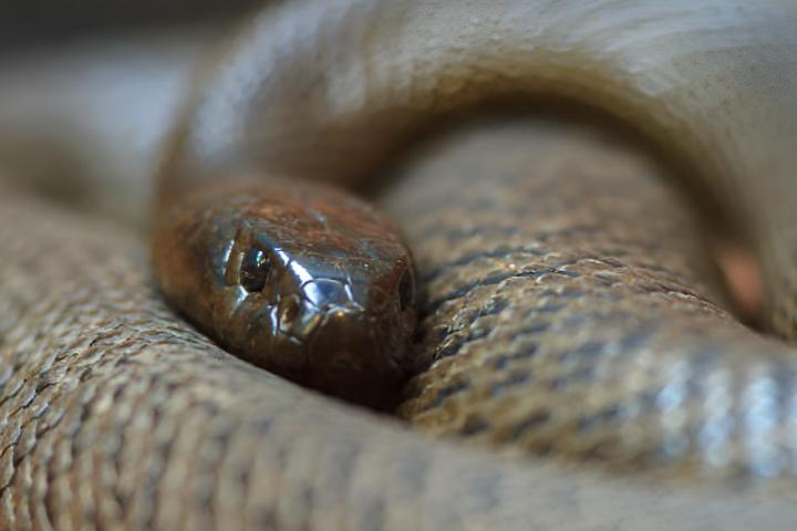 alt="alt="La taipán del interior, la serpiente má venenosa del mundo""