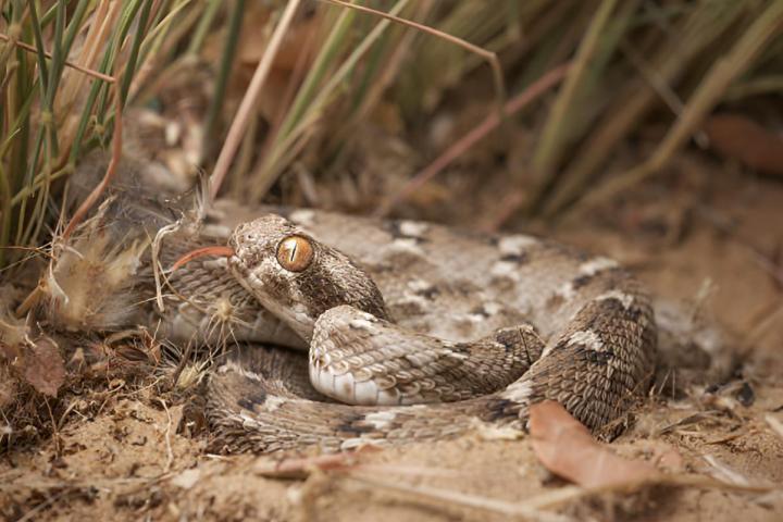 Una víbora común de escamas aserradas, también conocida como víbora gariba