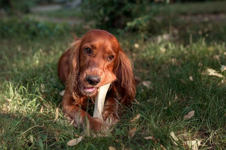 Un perro comiendo un hueso.