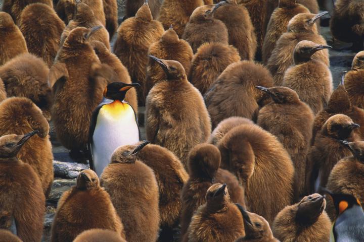 Pingüino rey adulto (Aptenodytes patagonicus) rodeado de polluelos - Fotografía de stock