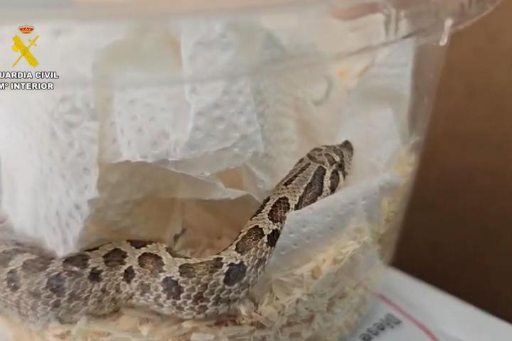 PAMPLONA, 07/05/2026.- La Guardia Civil investiga el envío irregular de una serpiente viva desde Málaga hasta Navarra a través de una empresa de paquetería no autorizada para el transporte de animales vivos.