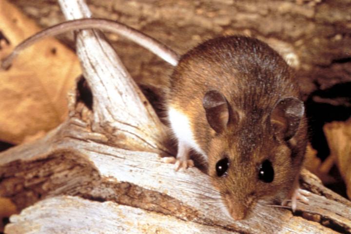 Un ratón ciervo, transmisor de hantavirus en EEUU con una variante distinta a la del MV Hondius.