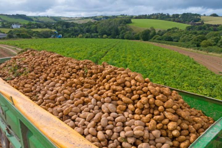 Trailer full of newly dug potatoes