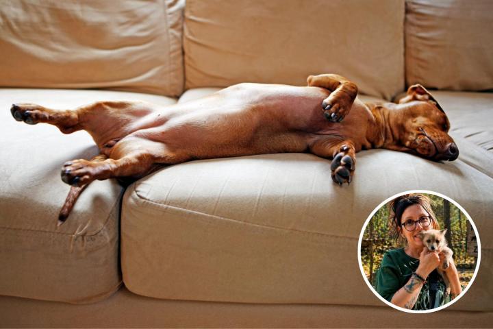 Un perro durmiendo y Susana Blanco