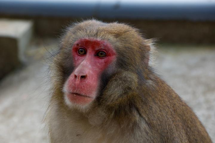 Macaco.