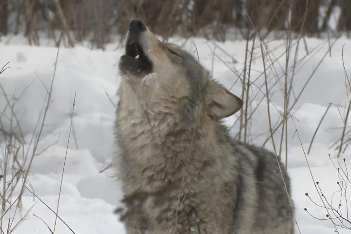 Un lobo en un paisaje nevado marcado por la radioactividad de Chernóbil