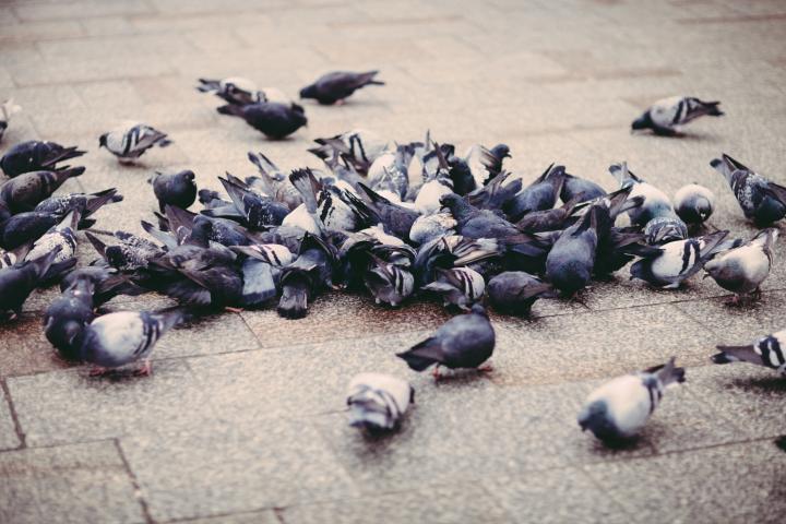 Palomas en una plaza, en una imagen de archivo