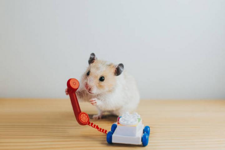 Cute white syrian hamster holding an old fashioned telephone. Comical image with space for copy. Part of a cute hamster series.