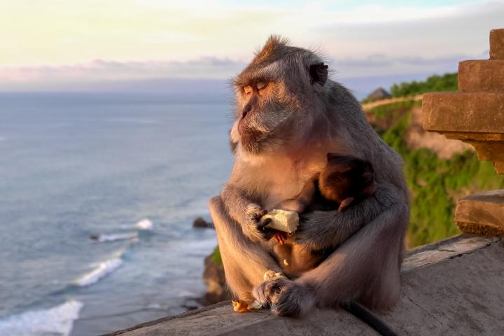 monos-templo-bali-iphone