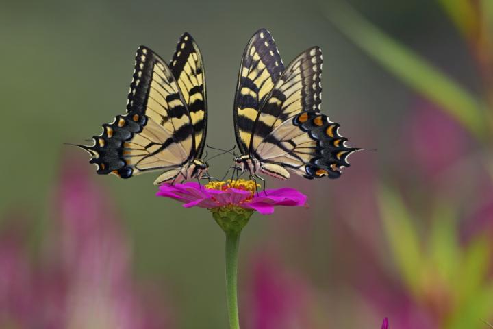 Dos mariposas