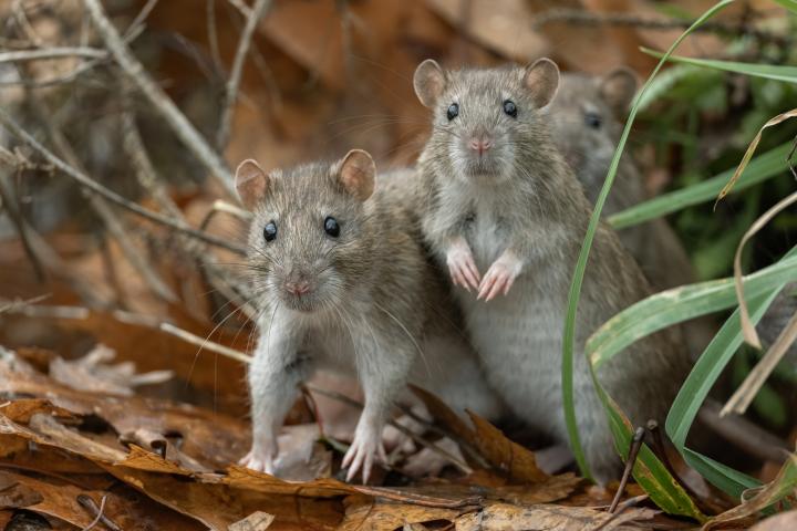 Pareja de ratones