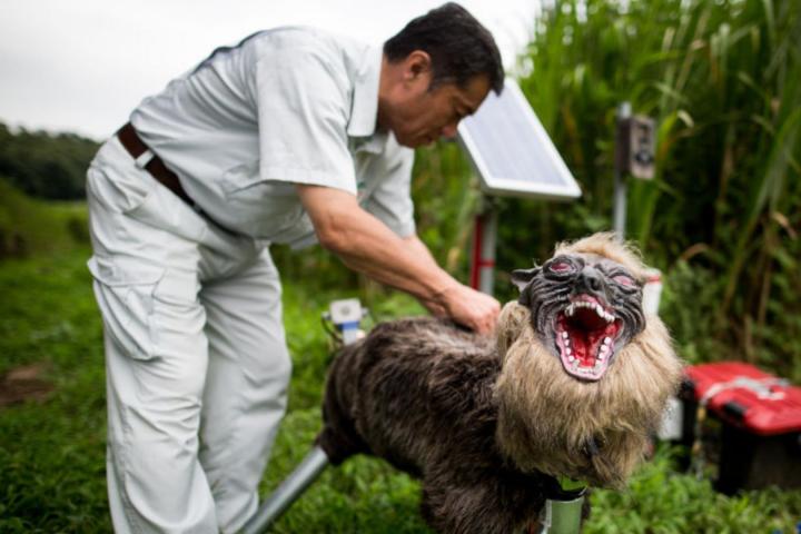 Miembros de JA Kisarazu-shi muestran un robot llamado "Super Monster Wolf"