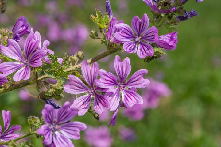 Flor de malva, en una imagen de archivo.
