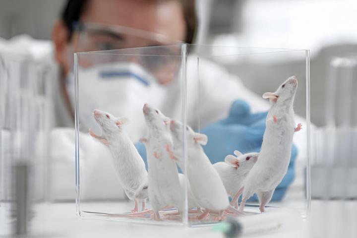 Un científico mirando ratones en un experimento de laboratorio