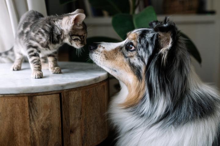 Un gatito de raza Bengala y un perro Pastor Australiano se miran fijamente con curiosidad y ternura sobre un mueble de madera.