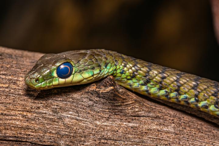 Imagen de una serpiente arbustiva moteada