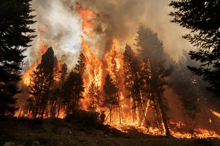 Un bosque lleno de árboles quemándose a causa de un incendio