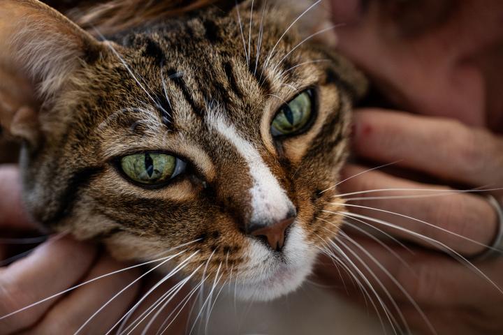 Ya ha entrado en vigor: multas de hasta 10.000 euros por dejar solo a tu gato durante 3 días