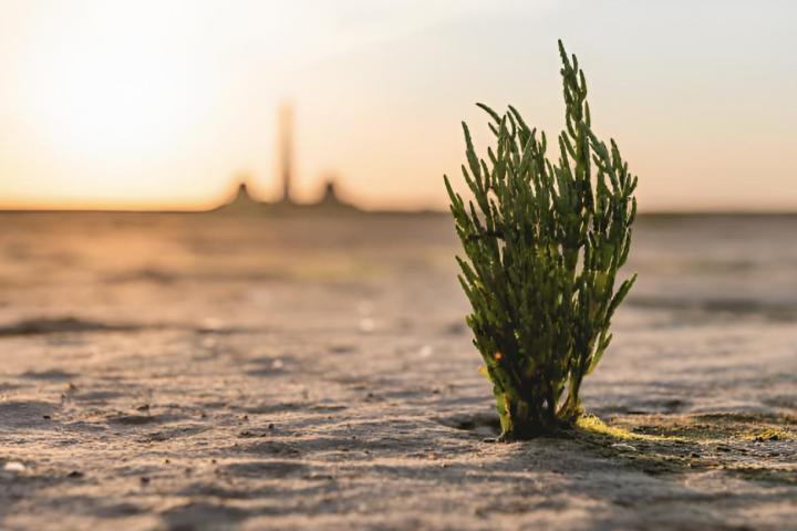 Un cultivo de salicornia creciendo en arena recibiendo luz solar