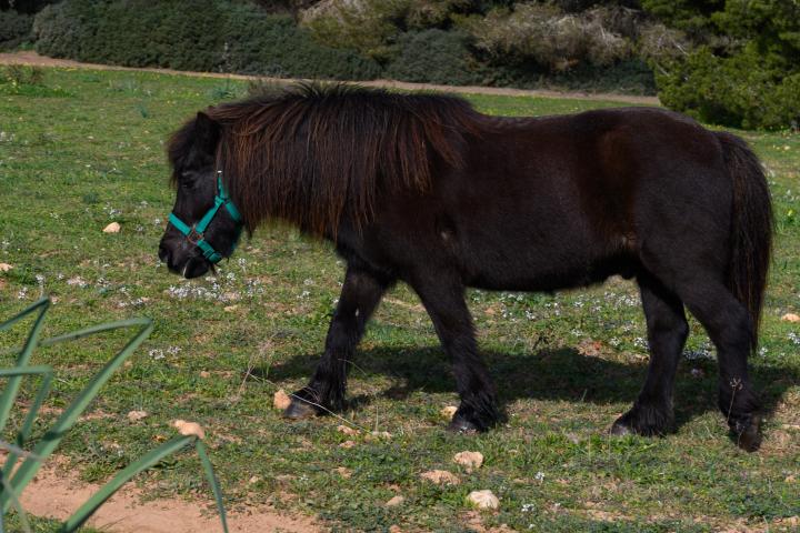 Poni.