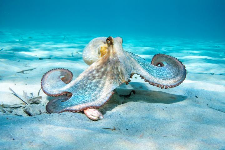 Un pulpo, en una imagen de archivo