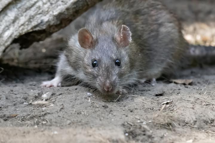 Rata.