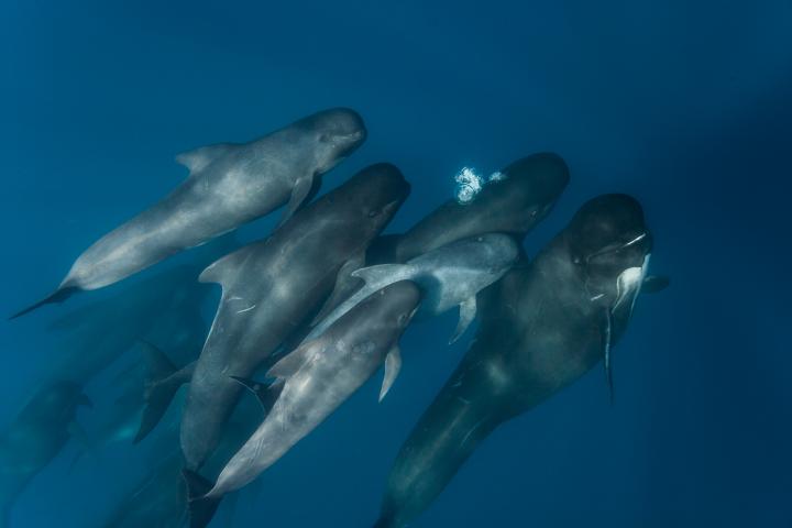 Un grupo de ballenas piloto (calderones) de aleta larga y sus crías en el Estrecho de Gibraltar, a la altura de Tarifa (Cádiz), en una imagen de archivo.