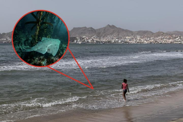 Una imagen de archivo de una orilla de una playa y otra de un tiburón angelote