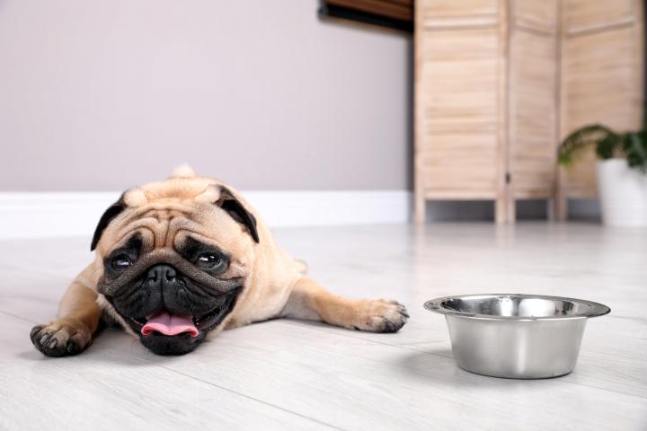 Un perro pug sufre un golpe de calor cerca de un cuenco de agua en el suelo de casa.