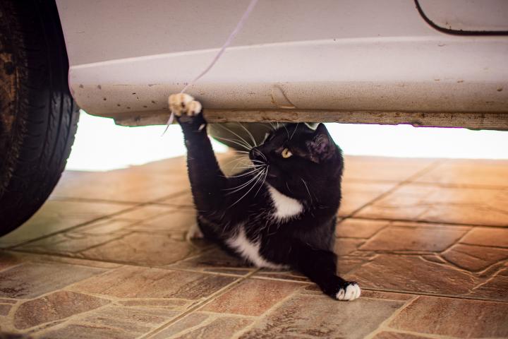 Gato negro debajo de coche.