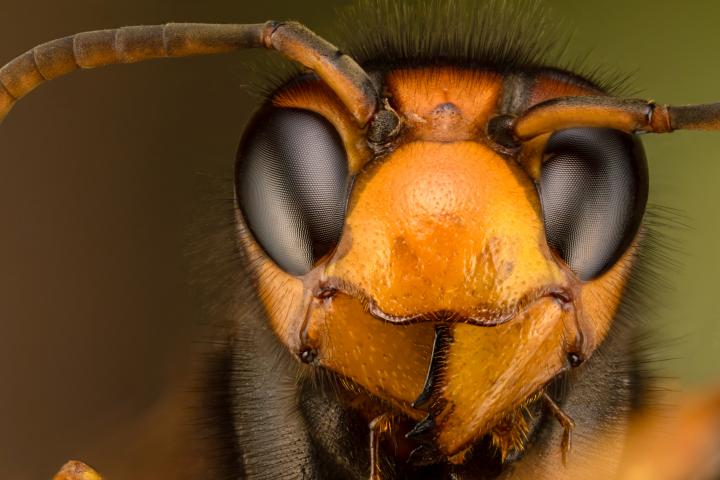 Primer plano de una avispa asiática