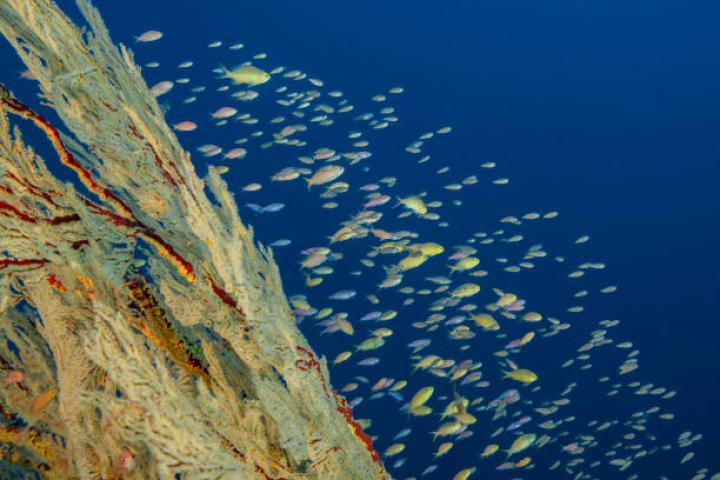 TUBBATAHA REEFS, PALAWAN, PHILIPPINES - APRIL 24: A school of anthias twirling over a gorgonian of the Melithaea genus, on April 24, 2018 in Tubbataha, Philippines. In the heart of the Sulu Sea, in the Philippines, the Tubbataha reefs were placed as marine reserves in 1988. In 1993, UNESCO made it one of its World Heritage sites. Tubbataha is one of the top diving spots in the Philippines and the world, although these reefs are only open to divers for a few months of the year in order to preserve them as much as possible. The state of coral reefs is at the heart of all attention and biologists regularly inspect them. (Photo by Alexis Rosenfeld/Getty Images)